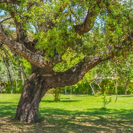 Garden Park אולביה